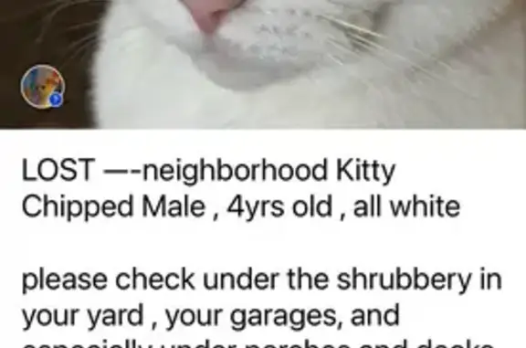 Missing cat Westerville, photo: Lost: White Scottish Fold Mix in Westerville