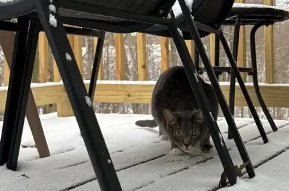 Lost pets Brecksville, photo: Lost Shy Grey Tabby: Brecksville, OH