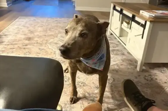 Lost Brindle Dog Louie in Belmont, GA