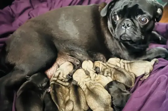 Lost pets Mebane, photo: Lost Black Pug: Nursing Mom on Augusta Dr