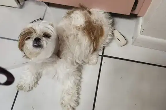 Missing dog Florida Ridge, photo: Lost Shih Tzu: Daytona Beach Alert!