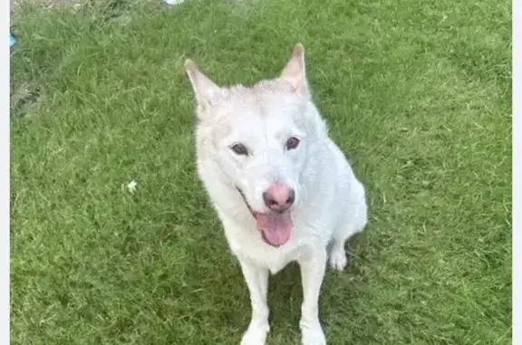 Found dog Dallas, photo: Found: White Husky on Clarkridge Dr, Dallas