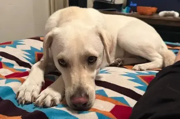 Lost Skittish Dog: Needs Food & Water