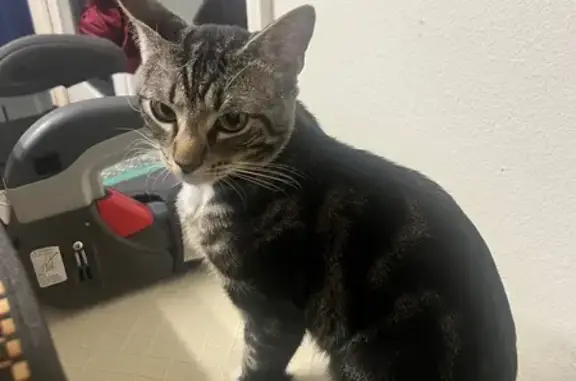 Missing cat Escondido, photo: Lost Cat: Swirly Fur & Pink Toes Found!