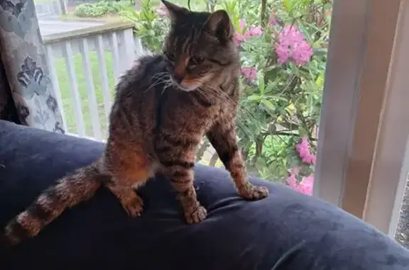 Lost Cat: Limping Striped Beauty Found