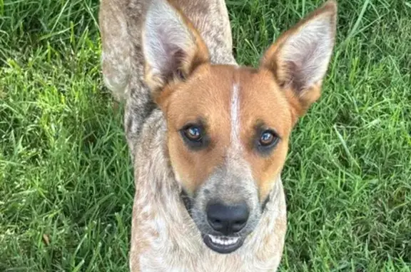 Found dog McKenzie, photo: Adopt a Sweet Red Heeler Mix Today!