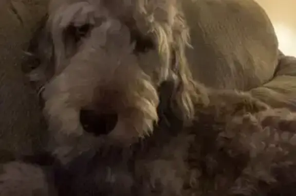 Lost Aussie Doodle on Oak View Rd, MO