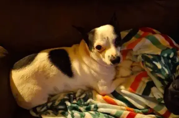 Lost Dog: White with Black Spot, Terrell
