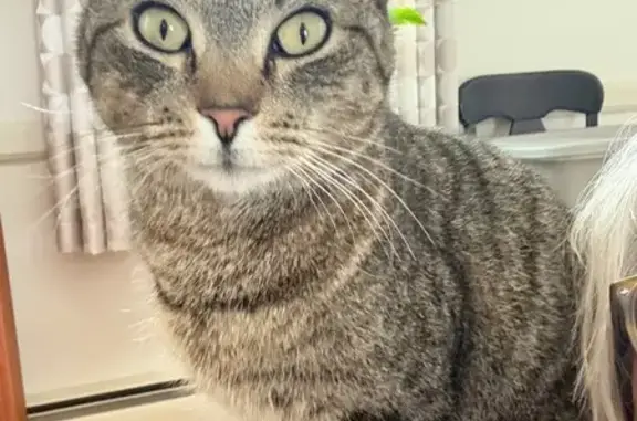 Lost Gray Tabby: Delilah, Pinecrest Dr