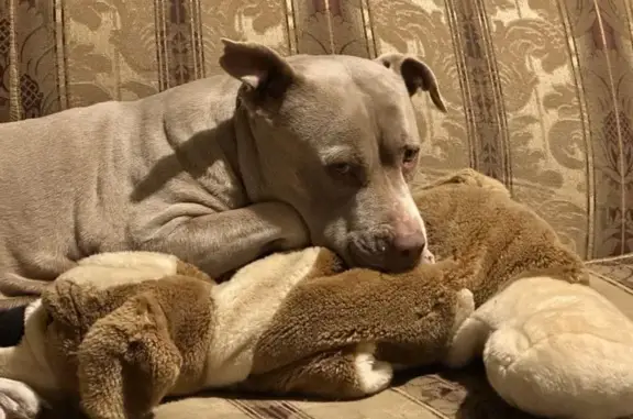 Missing dog San Antonio, photo: Lost Fawn Pit Mix, Friendly, San Antonio