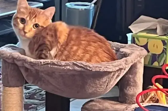 Lost pets Knoxville, photo: Lost Orange Cat: Post-Surgery, Knoxville