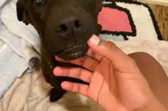 Lost Dog: Brown & Black in Temple Area