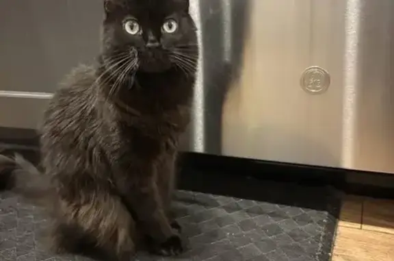 Lost pets Prattville, photo: Lost: Sweet Black Cat in Prattville