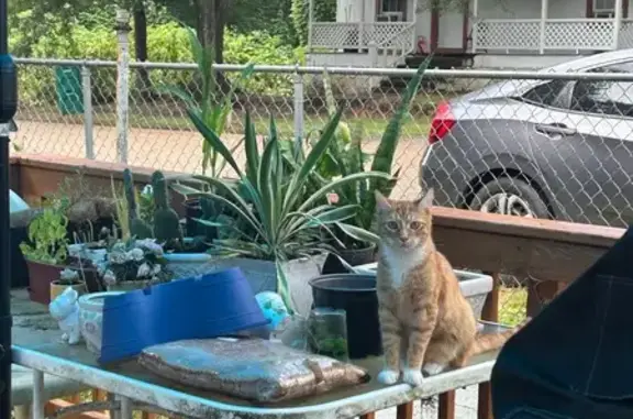 Lost Friendly Red Tabby on Herd St, 403