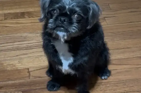 Lost pets Chicago, photo: Lost Black Pug Mix on S. Commercial Ave