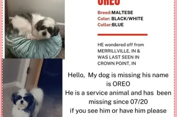 Missing dog Merrillville, photo: Lost Small Maltese on West 85th Ave