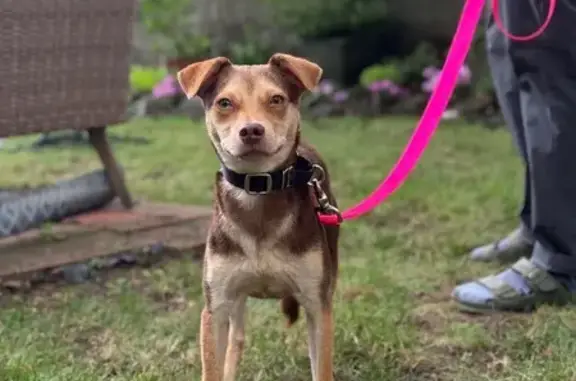 Lost Skittish Dog: Brown, 20lbs, Beverly