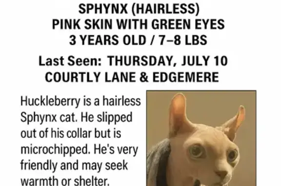 Lost pets Herriman, photo: Lost Sphynx Cat: Pink Skin, Green Eyes