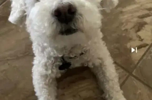 Lost: 15-Year-Old Blind & Deaf Poodle