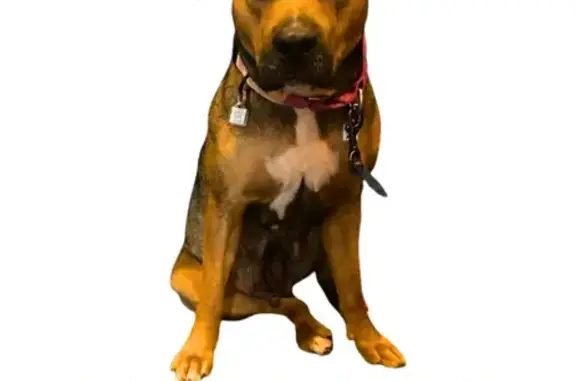 Lost Pit Terrier Mix: Brown & White, 50 lbs