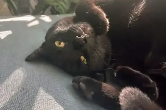 Lost Cat on Geormar Dr, Columbus 3952