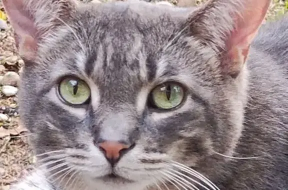 Missing cat Portage, photo: Lost Grey Tiger Cat, Needs Meds, Portage