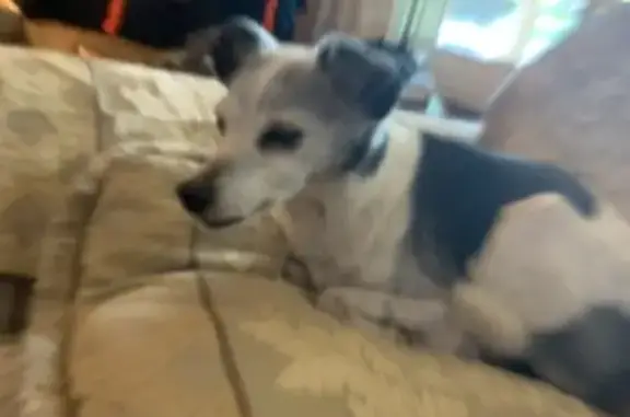 Lost Jack Russell Mix: East Bristol Rd