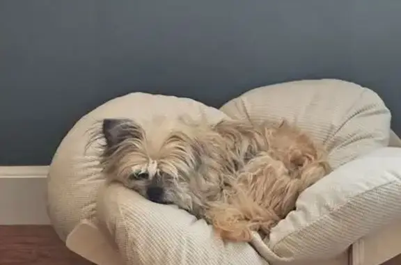 Lost pets Englewood, photo: Help Find Arlo: Senior Shih-Tzu Missing