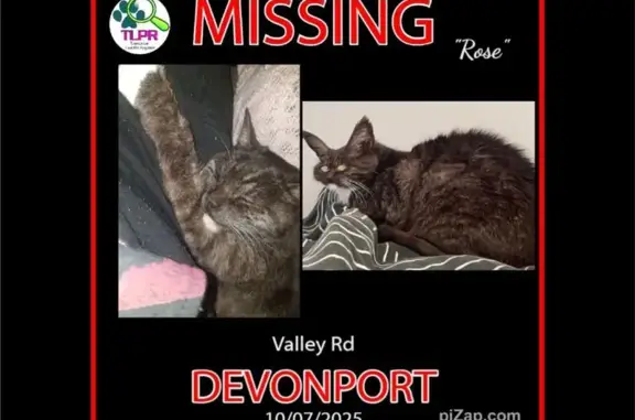 Friendly Black & White Tabby Lost - Reward!
