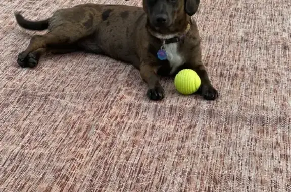 Lost Dachshund Mix: Brown & Dapple