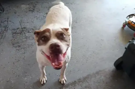 Found pets , photo: Found: Brown/White Female Dog - Penny Lane