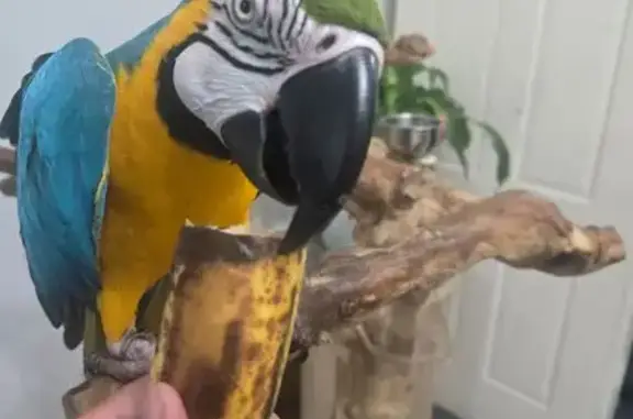Lost Parrot: Help Find Rocky in NSW!