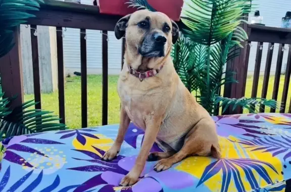 Lost pets Plainfield, photo: Lost Tan Boxer Mix: Please Help Find Cagney