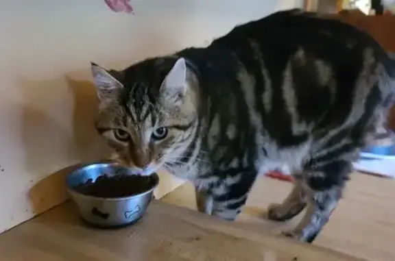 Lost Brown Cat: Black Stripes, River Heights