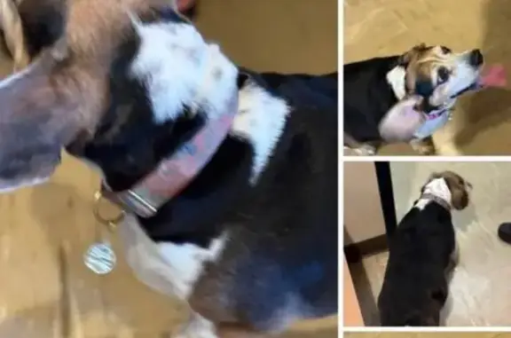 Found dog Glenshaw, photo: Found Dog: Tan/Black/White, Pink Collar