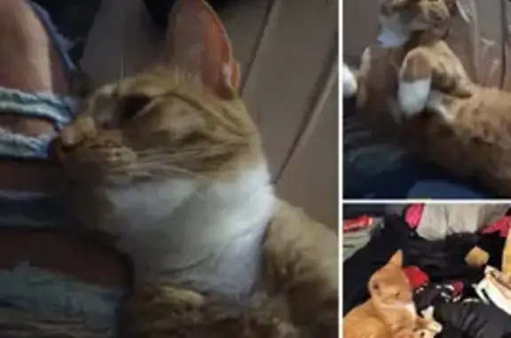 Lost: Sweet Orange Cat, New Castle Area