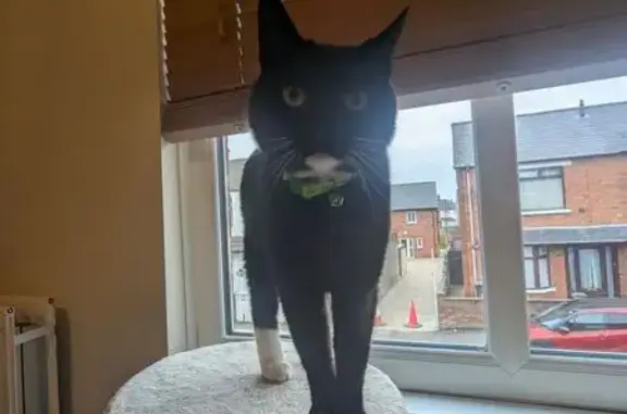 Lost Cat: Fred - Shy, Green Collar, Jingles