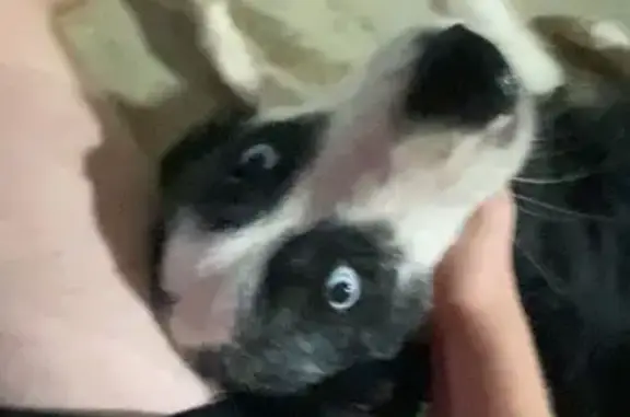 Lost Dog: Blue-Eyed Pup in Corydon, IN
