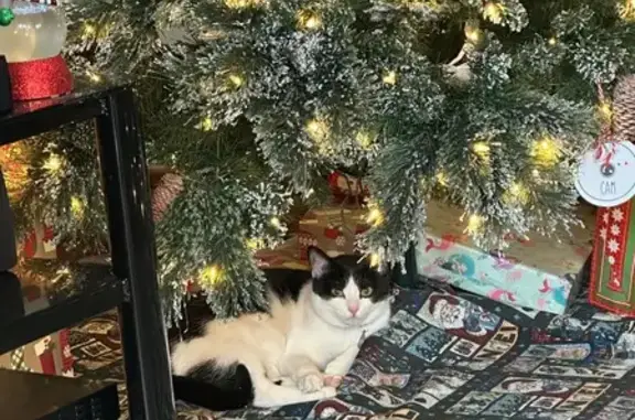 Lost Cat: Black & White Bruno in Greenville