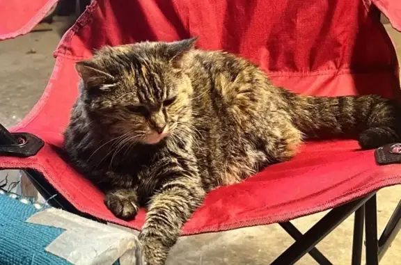 Missing cat Ohio City, photo: Lost Tortie Cat in Westerville, Ohio