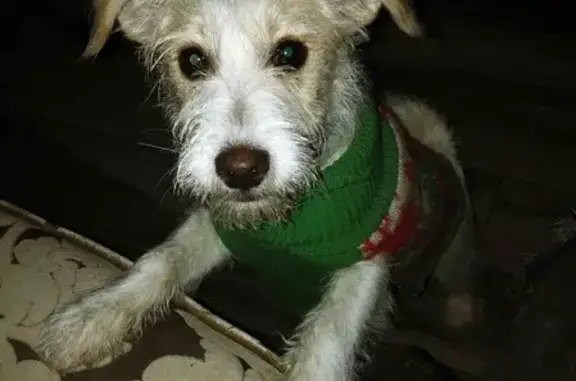 Lost Chihuahua-Schnauzer Mix: East 12th Ave