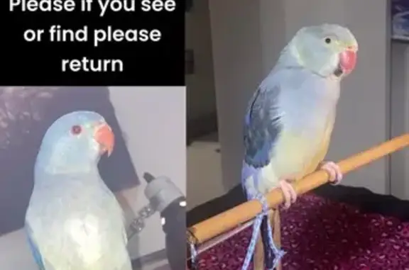 Lost Bird: Blue/Yellow, Mimics Ringtones