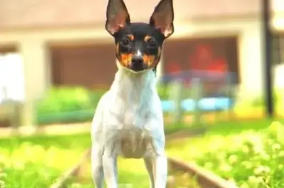 Lost pets Grand Island, photo: Lost Tricolor Dog - North Lane, Grand Island