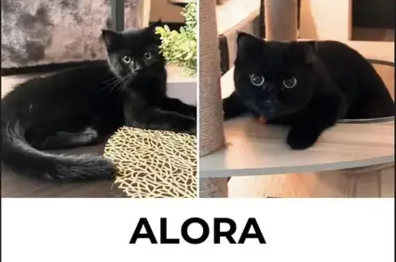 Lost Cat: Round Eyes & Pointy Ears Found