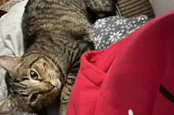 Lost pets Oak Forest, photo: Lost Cat: Curved Ear & Black Stripe