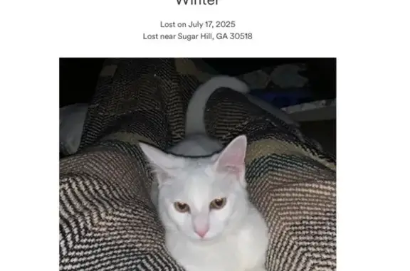 Lost: All White Male Cat, Sugar Hill Area