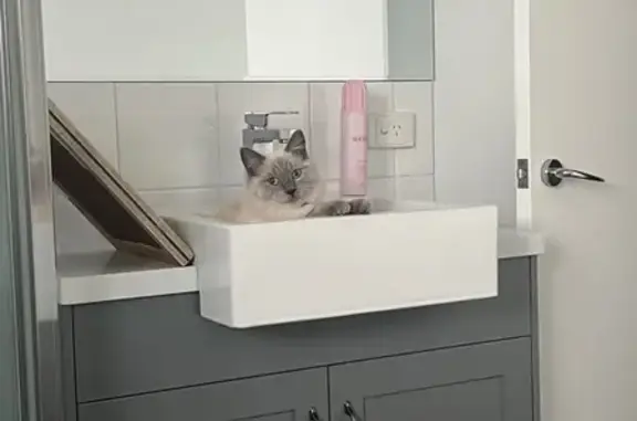 Lost White Ragdoll Cat in Brisbane