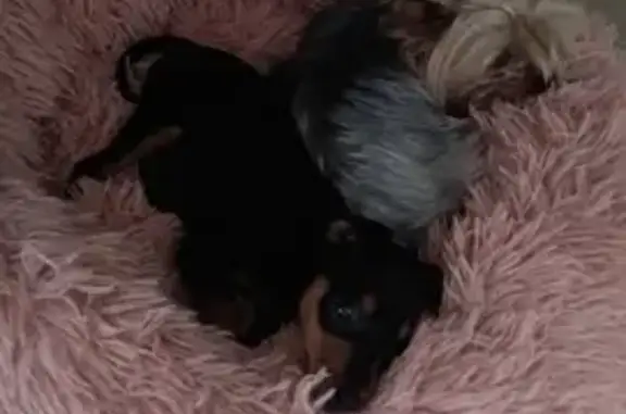 Perro Mini Pinscher Perdido en Utrera