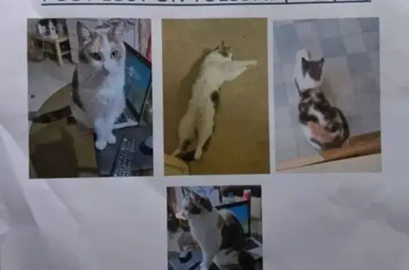 Help Find Bambi: Lost Cat in Guildford