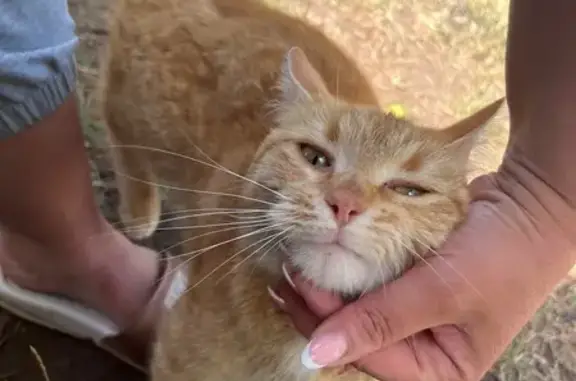 Chatte rousse trouvée à Saint-Denis-en-Val - photo